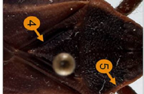 Details of the Triatoma rubrofasciata's body.