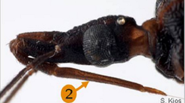 Details of the head of the Triatoma sanguisuga.