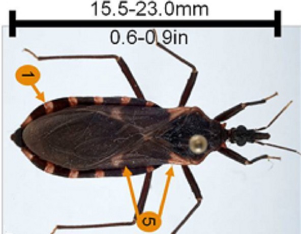 Details of the Triatoma sanguisuga's markings and size.