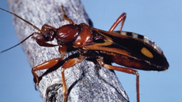 An adult Western corsair rests on a twig.