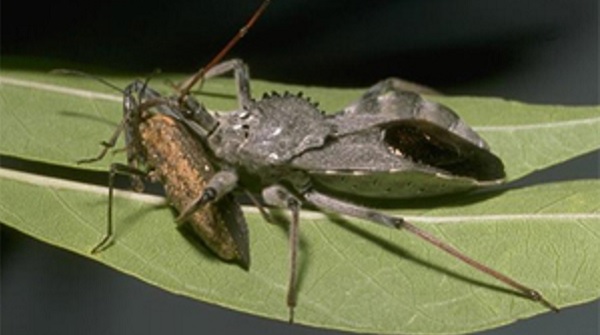 A close-up of a wheel bug (assassin bug) resting on a green leaf, preying on a squash bug.