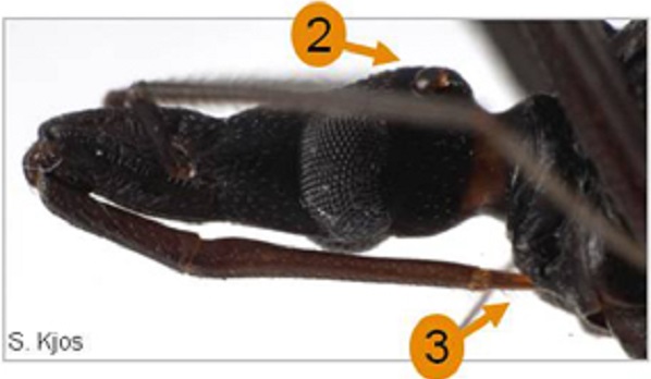 Details of the Triatoma gerstaeckeri's head.