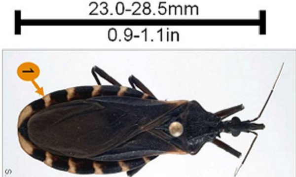 Details of the size and markings on the Triatoma gerstaeckeri.