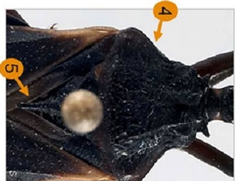 Details of the Triatoma gerstaeckeri thorax.