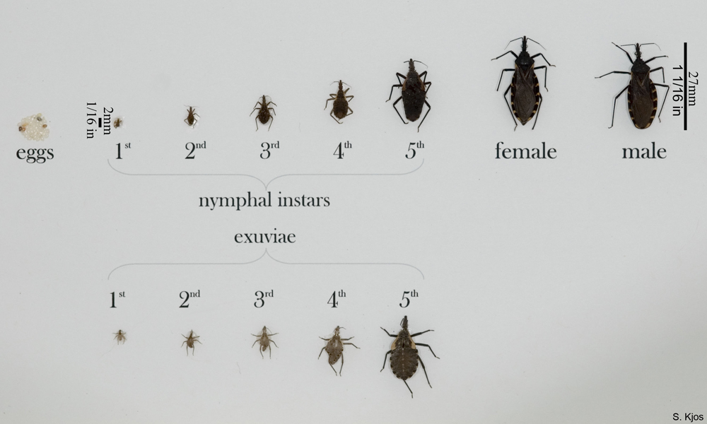 Triatomine bugs in different stages of life.