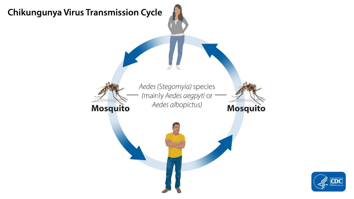 Illustration of the Chikungunya transmission cycle.