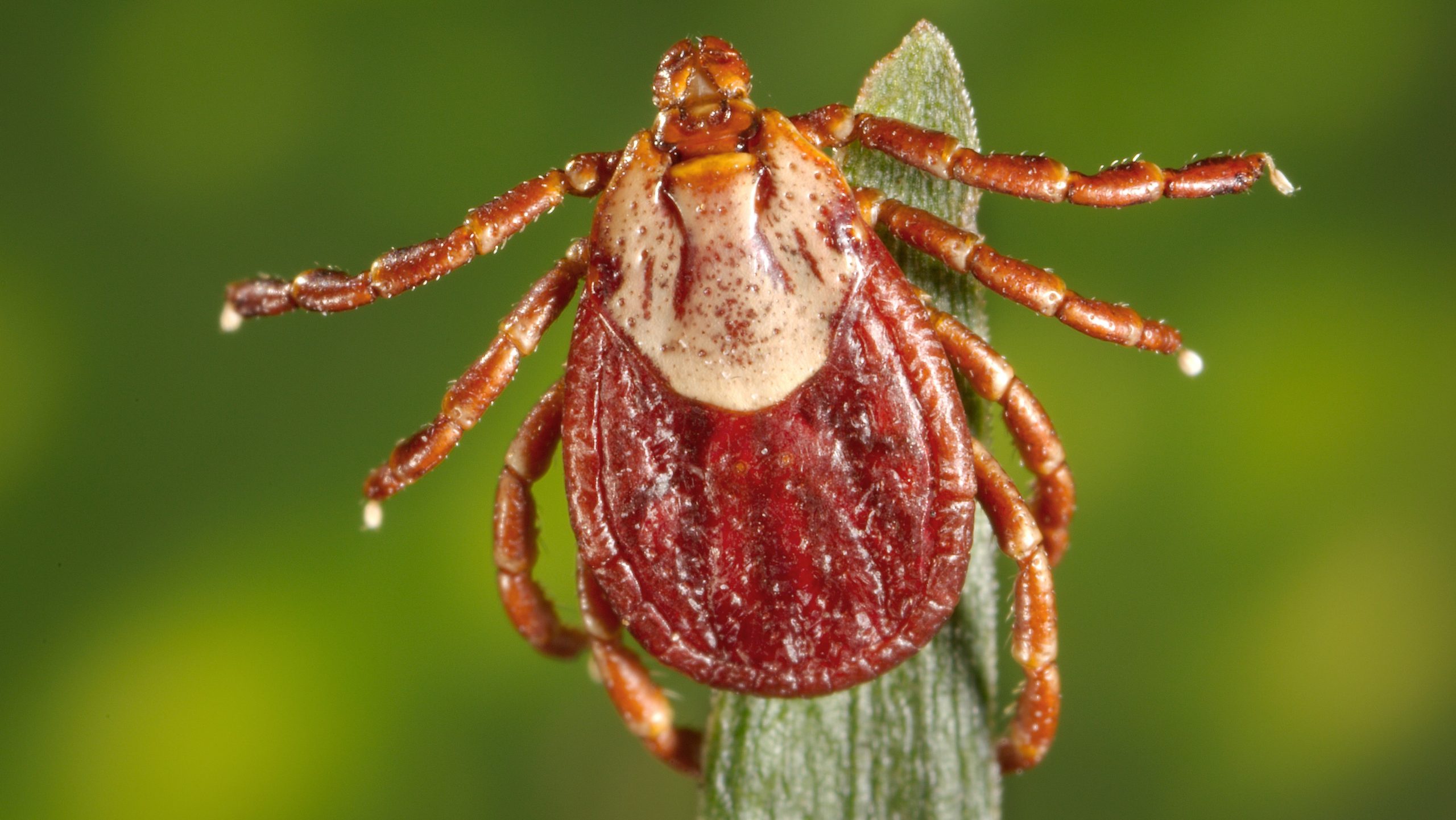 View of a female Rocky Mountain wood tick, a North American vector of Rocky Mountain spotted fever.