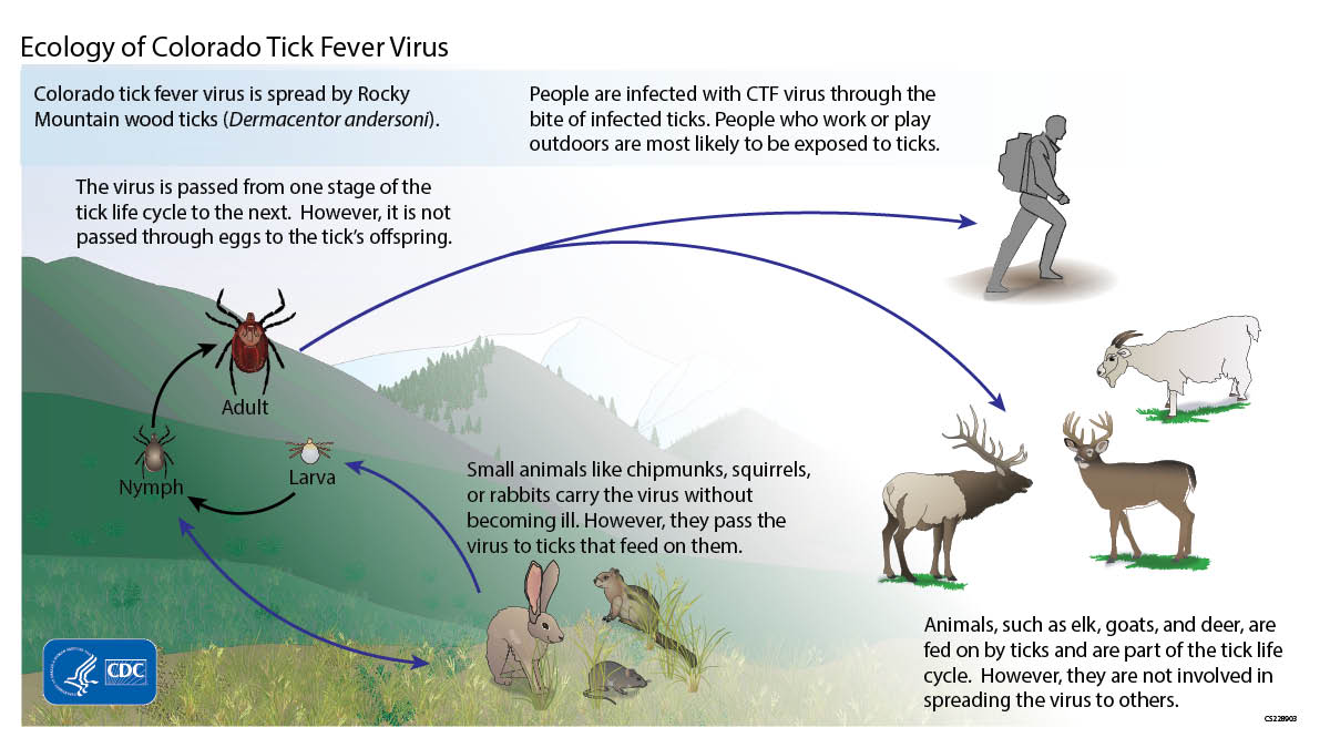 Illustration showing the ecology of the Colorado tick fever virus.