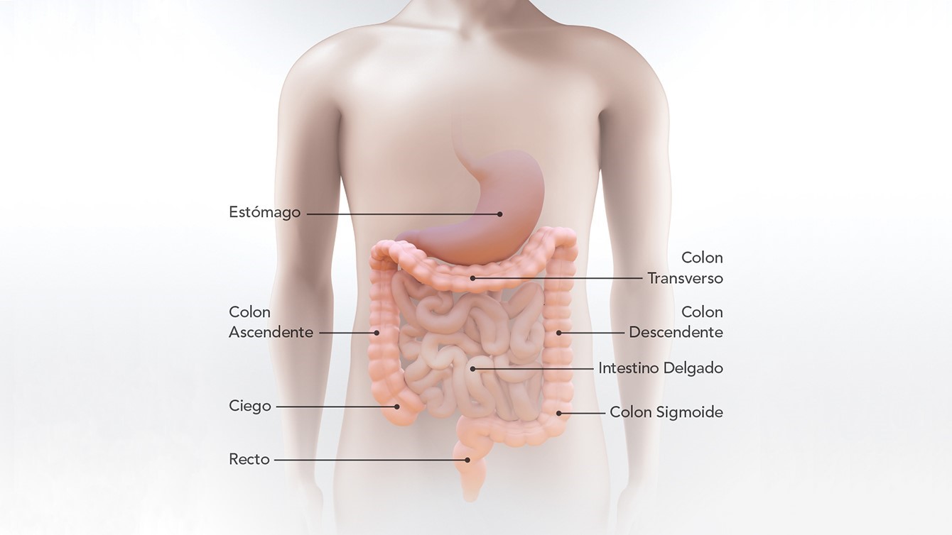 Diagrama del est&oacute;mago, intestino delgado, ciego, colon ascendente, colon transverso, colon descendente, colon sigmoide y recto