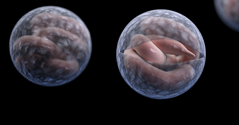 Una imagen de cerca de dos criptogérmenes vistos bajo un microscopio.