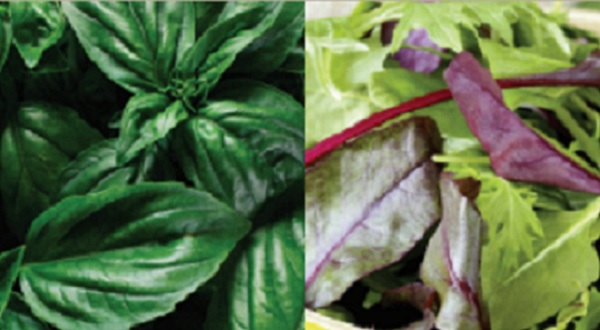 cyclo vegtables Verduras y ciclosporosis