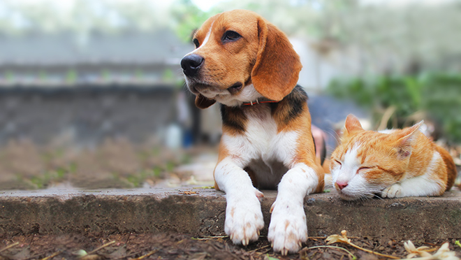 Dog and cat outside lounging