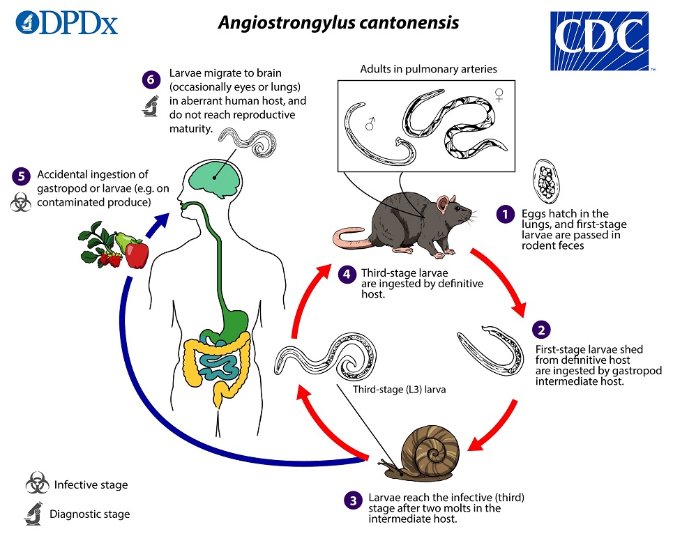 Angio_cant_LifeCycle_19 lifecycle image