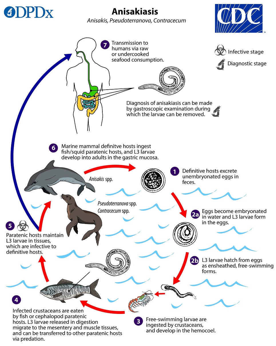Anisakis_LifeCycle_19 lifecycle image