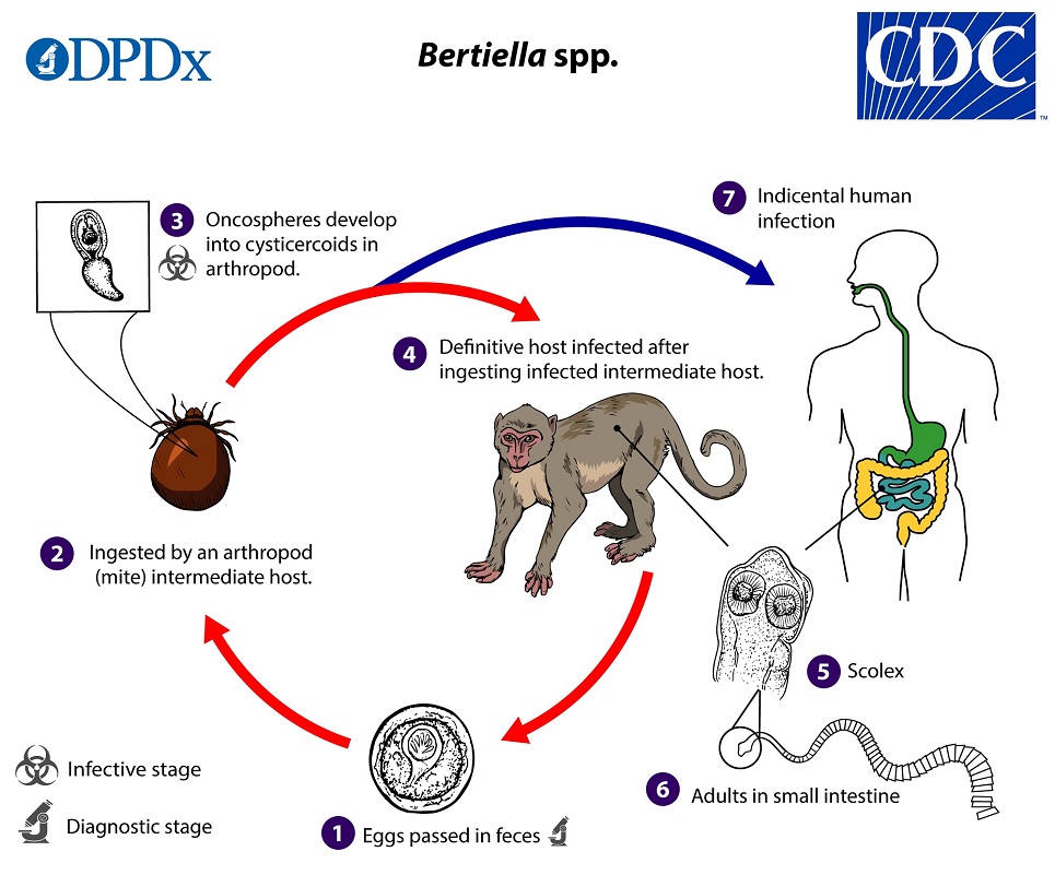 Bertiella_LifeCycle_19 lifecycle
