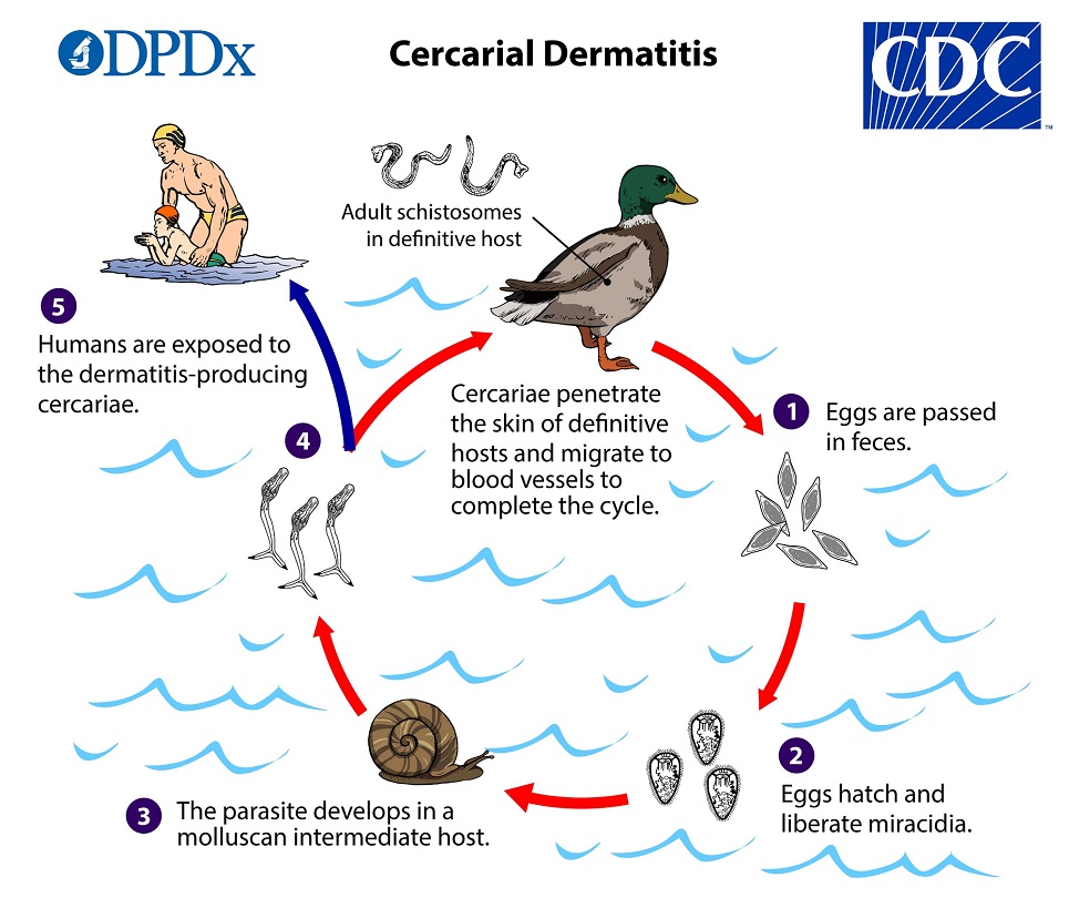 Cercarial_LifeCycle_19 lifecycle
