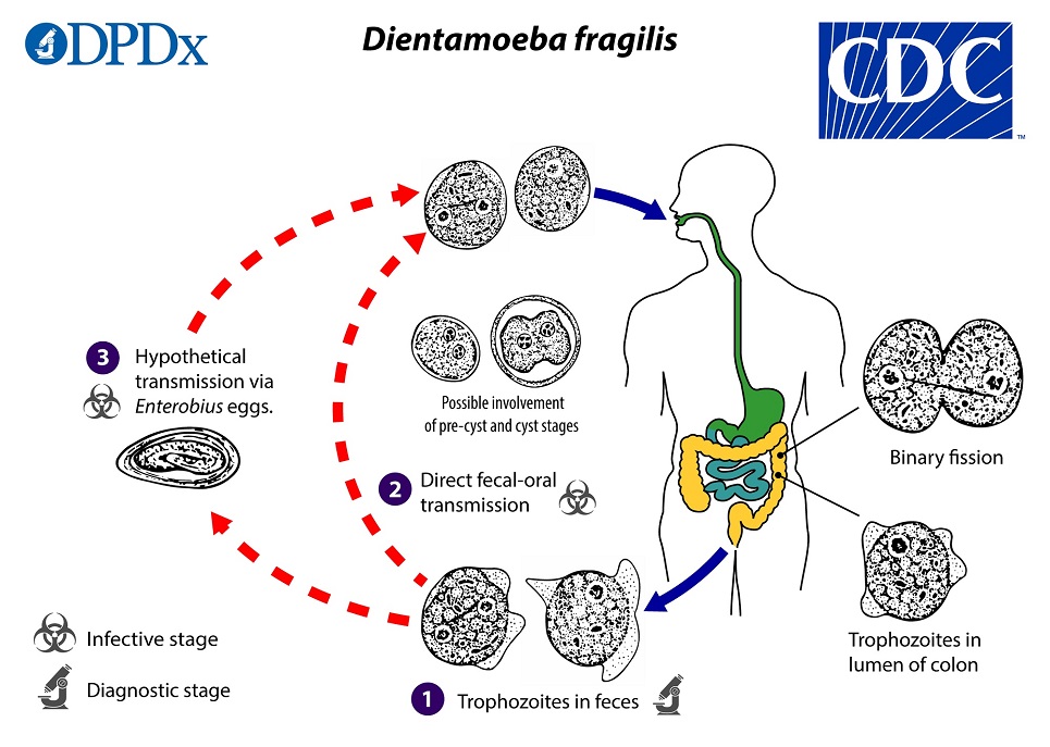 Dfragilis_LifeCycle_19 Life Cycle
