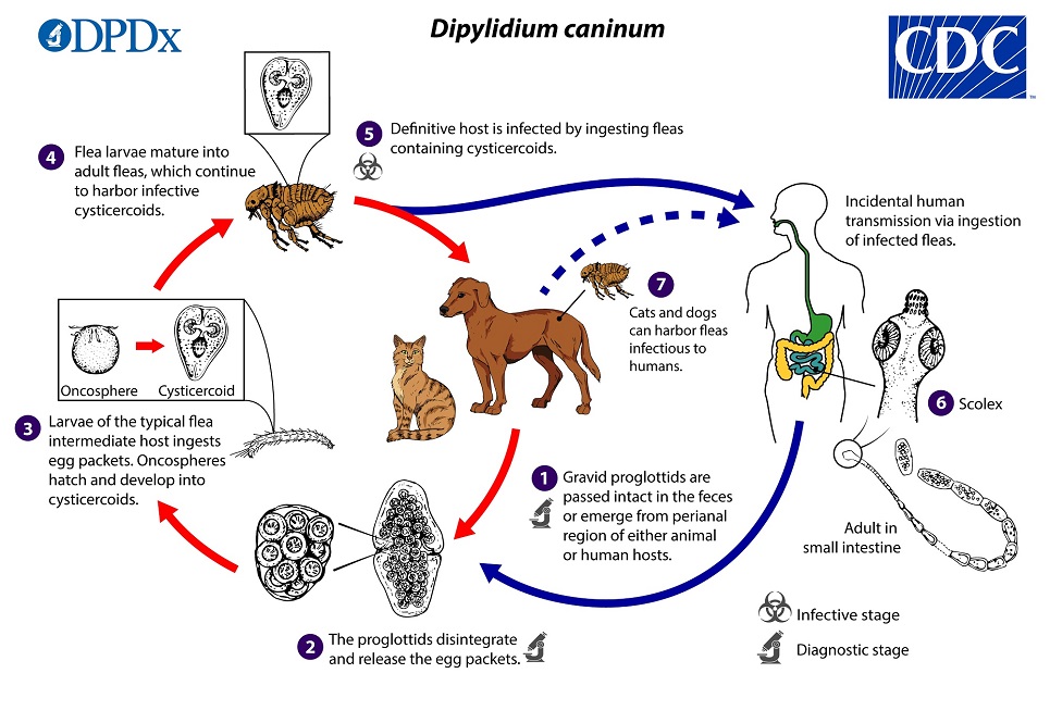Dipylidium_LifeCycle_19 lifecycle