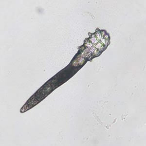 Case159_A.jpg