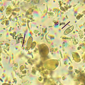 Case186_A.jpg