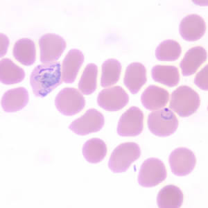 Case190_C.jpg