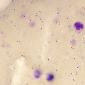 Case245_C.jpg