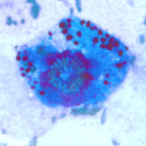 Case247_B.jpg
