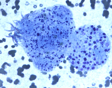 Case247_C.jpg