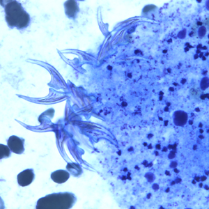 Case247_D.jpg
