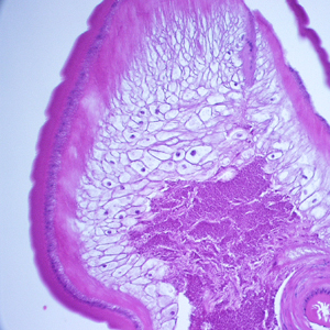 Case248_D.jpg