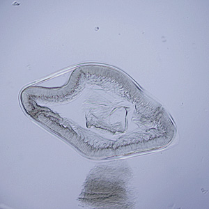 Case249_A.jpg