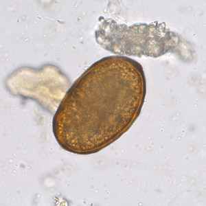Case253_C.jpg