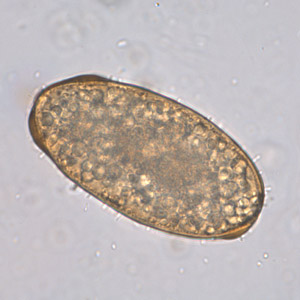 Case253_D.jpg