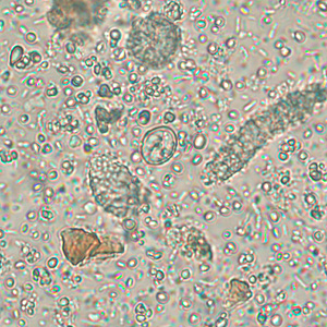 Case256_B.jpg