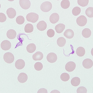 Case257_B.jpg
