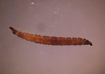 Case260_A.jpg
