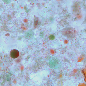 Case264_D.jpg