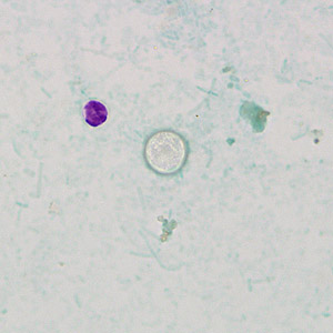 Case269_C.jpg