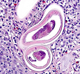 Case283_C.jpg