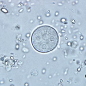 Case291_D.jpg