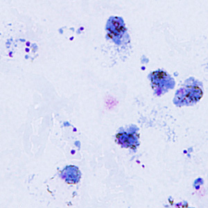 Case295_C.jpg