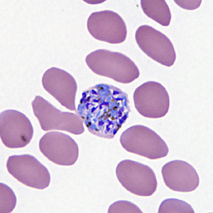 Case295_G.jpg