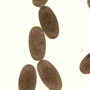 Case297_B.jpg