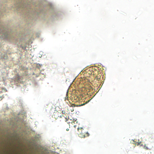 Case300_A.jpg