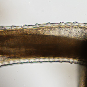 Case314_C.jpg