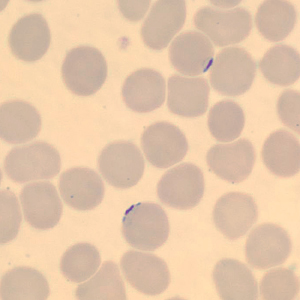 Case323_E.jpg