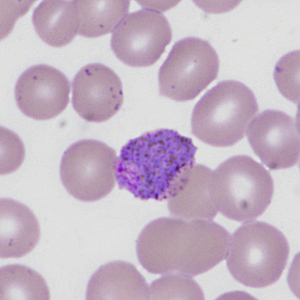 Case335_G.jpg