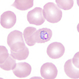 Case350_D.jpg