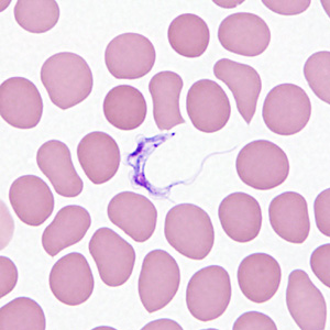 Case362_C.jpg