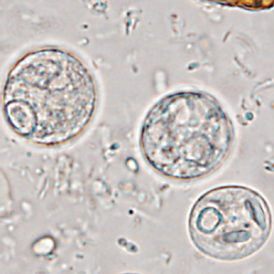 Case365_H.jpg